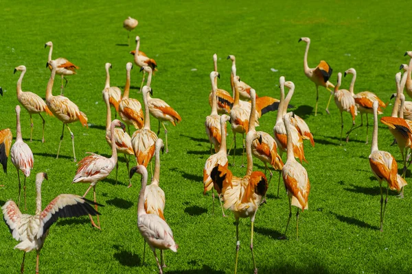 Beautiful large flamingos group walking on the grass in the park. Vibrant bird on a green lawn on a sunny summer day. Flamingo elegant walking. View from the back