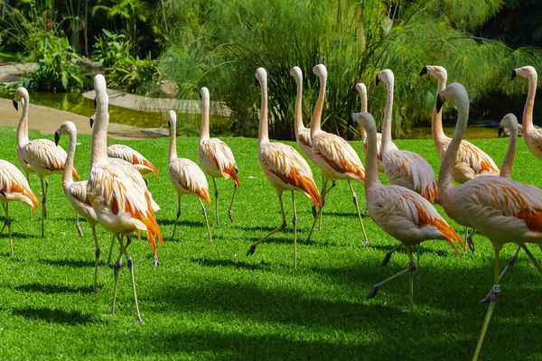 Bellissimo Grande Gruppo Fenicotteri Che Camminano Sull Erba Nel Parco — Foto Stock