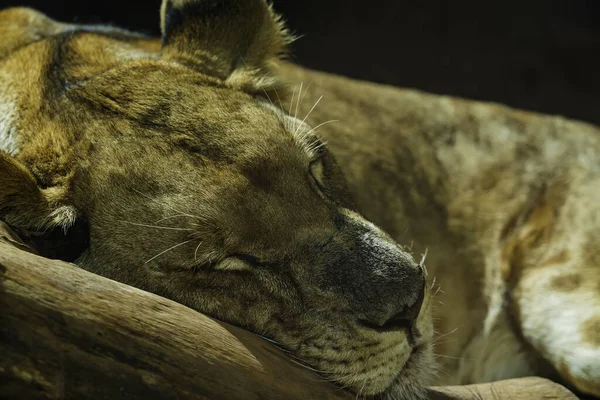 Close Lioness Sleeping Predator Taking Nap Portrait Lion Resting Wood — Stock Photo, Image