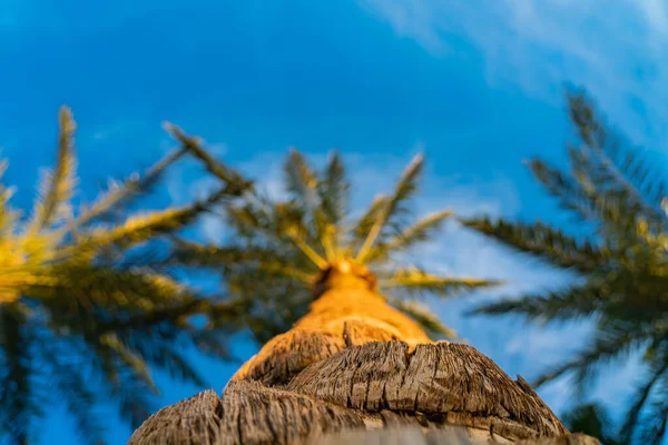 Trois Beaux Palmiers Verts Contre Ciel Bleu Ensoleillé Avec Des — Photo