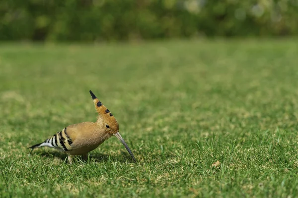 在埃及 欧亚大陆的阿普帕人在绿色的草坪上觅食 漂亮的小鸟脸相机 对焦柔和 — 图库照片