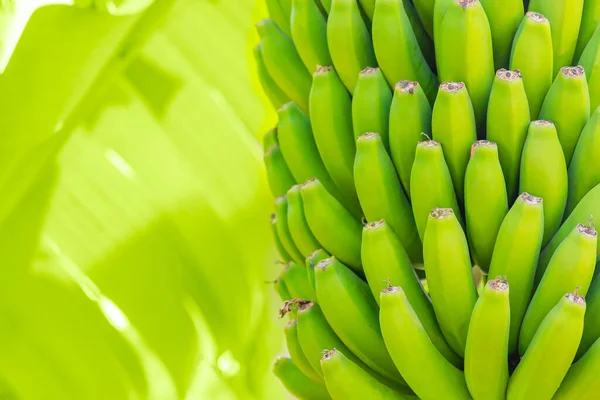 Grenn bananas em uma palma. Cultivo de frutas na ilha de Tenerife plantação. Banana jovem não madura com folhas de palma em profundidade rasa de campo. Fechar. . — Fotografia de Stock