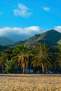 Playa de Las Teresitas, palmiyeler ve dağlarla. Tenerife adasının kuzeyinde Santa Cruz yakınlarında ünlü bir sahil. Sahra Çölü 'nden sadece bir kumsal var. Kanarya Adaları, İspanya