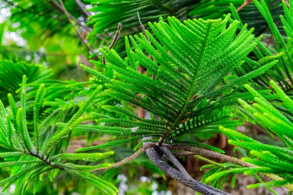 Araucaria Heterophylla 'ya yakın, odaklanması kolay bir dal. Araucaria nadir bulunan yeşil kozalaklı ağaç. Tenerife, Kanarya Adaları, İspanya 'da nadir ağaç türleri.