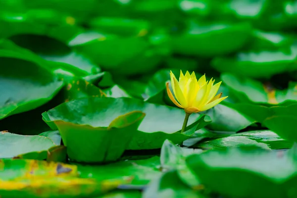 Florescendo flor de lótus amarelo com muitas folhas verdes na lagoa. Flor vibrante em foco suave. Cenário exótico . — Fotografia de Stock