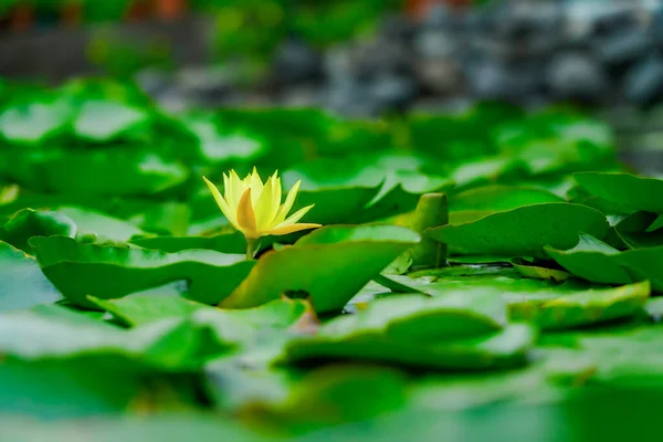 Blooming yellow lotus flower with many green leaves in the pond. Vibrant flower in soft focus. Exotic scenery. — Stock Photo, Image