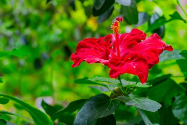 Güzel, büyük, kırmızı bir amber çiçeği. Hibiscus rosa-sinensis çiçekleri ve bulanık yeşil arka plan. Tropikal egzotik çiçek yumuşak odak noktasında kapanıyor.