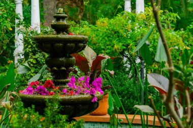 Fındıklı tropik yeşil bahçe. Çeşitli bitkileri ve çiçekleri olan bir botanik bahçesi. Egzotik bahçe.