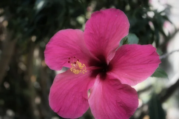 Sur Cette Photo Unique Vous Pouvez Voir Une Fleur Hibiscus — Photo