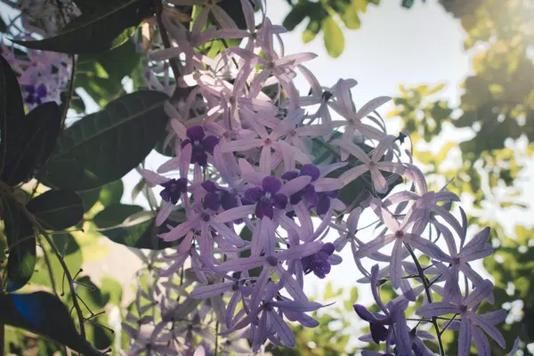Unique Picture Shows Beautiful Purple Orchid Grows Wild Tree — Stock Photo, Image