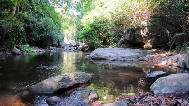 Dieses Einzigartige Video Zeigt Die Einzigartige Natur Thailändischen Dschungel Das — Stockvideo