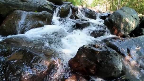 Este Vídeo Único Muestra Naturaleza Única Selva Tailandesa Video Fue — Vídeo de stock
