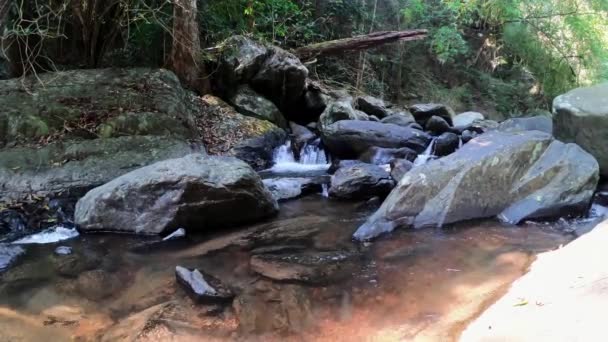 Este Vídeo Único Muestra Naturaleza Única Selva Tailandesa Video Fue — Vídeo de stock