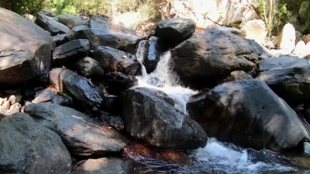 Este Vídeo Único Muestra Naturaleza Única Selva Tailandesa Video Fue — Vídeo de stock