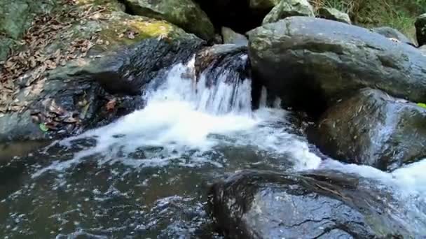 Unique Video Shows Unique Nature Thai Jungle Video Created Pala — 비디오