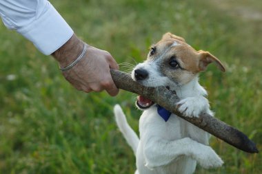Yavru bir köpek, bir insanın sopasını alır. Adamın eli bir sopa tutuyor, p