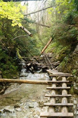 Bir dağ deresi boyunca bir patika. Devrilmiş ağaçlar, orman ve merdivenler
