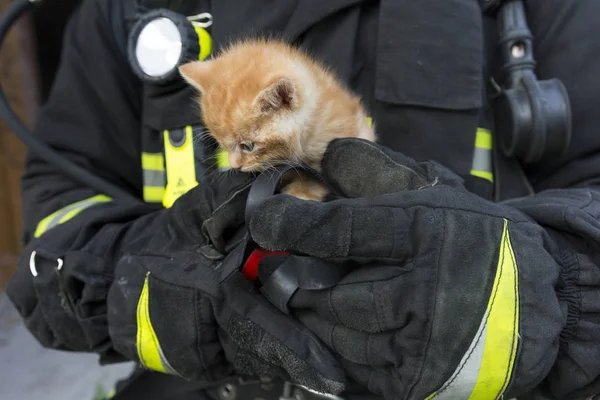 Bir cankurtaranın elinde kedi yavrusu