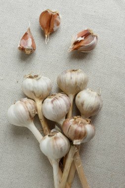 Kumaş kaplamalı sarımsak kafalar. Arkaplan.