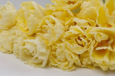 Beyaz arka planda sarı laleler. Yakın plan. İzole et