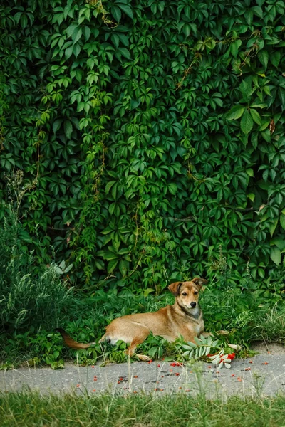 Собака Отдыхает Траве Дикий Виноград Заднем Плане — стоковое фото