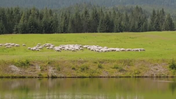 Vue Sur Les Montagnes Forêt Pâturage Des Moutons Dans Les — Video