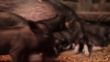 domuz ahırı, domuz yavrusu, meme, aile, domuz, yeni doğan, tarım, memeli, siyah, yakın plan, tarla, beslenme, çiftlik, beslenme, süt, emme, emme, besleme, hayvancılık, anne, domuz, dövüş, küçük, bebek, yemek, yeme, Vietnam, emme, beslenme, aç