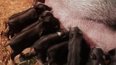 domuz ahırı, domuz yavrusu, meme, aile, domuz, yeni doğan, tarım, memeli, siyah, yakın plan, tarla, beslenme, çiftlik, beslenme, süt, emme, emme, besleme, hayvancılık, anne, domuz, dövüş, küçük, bebek, yemek, yeme, Vietnam, emme, beslenme, aç