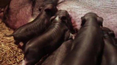 Yeni doğmuş domuz yavruları ve çiftlikte ekin..