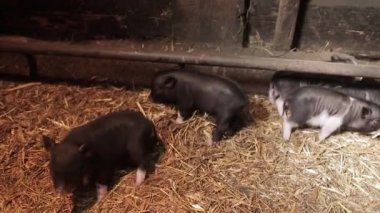 Yeni doğmuş domuz yavruları ve çiftlikte ekin..