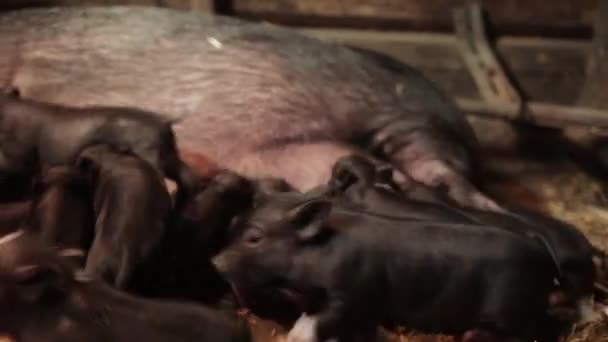 Porcin Porcelet Sein Famille Cochons Nouveau Agriculture Mammifère Noir Gros — Video