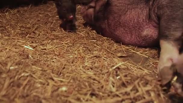 Lechones Recién Nacidos Cerdas Granja — Vídeos de Stock