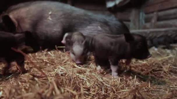 Lechones Recién Nacidos Cerdas Granja — Vídeos de Stock