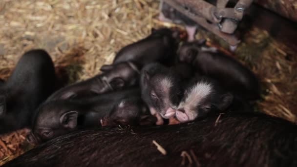 Yeni Doğmuş Domuz Yavruları Çiftlikte Ekin — Stok video