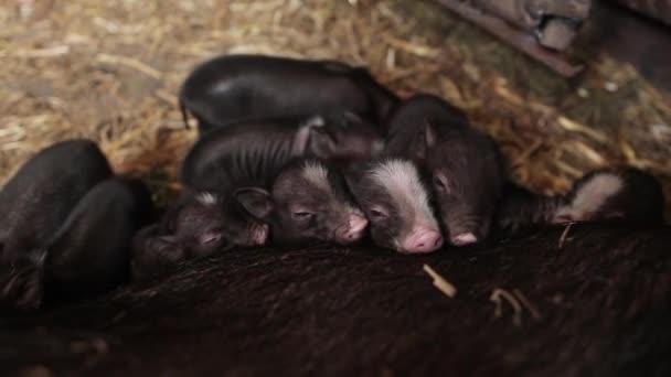 Lechones Recién Nacidos Cerdas Granja — Vídeos de Stock