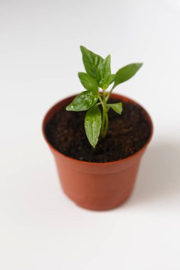 Tencerede biber filizi. Yakın plan. İzole et