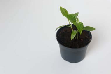 Tencerede biber filizi. Yakın plan. İzole et