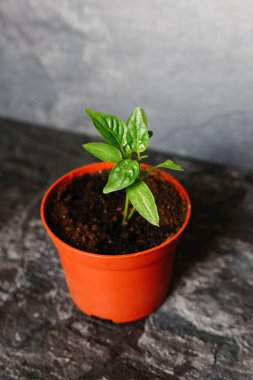 Tencerede biber filizi. Yakın plan.