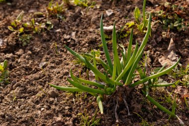 Soğan filizleri toprağa doğru ilerledi. Yakın plan. Yukarıdan görüntüle