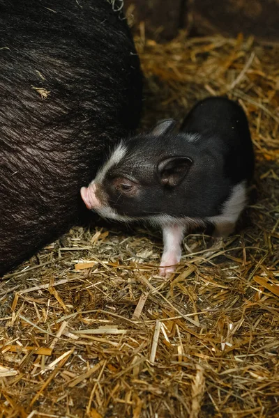 Newborn Pig Walks Sow — Stock Photo, Image