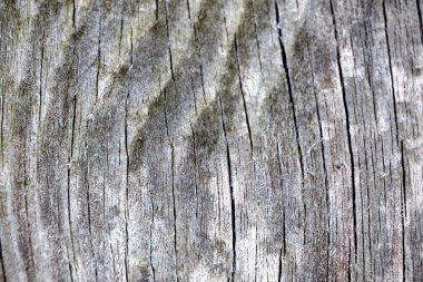 Eski gri ahşap bir tahtanın dokusu. Makro çekim.