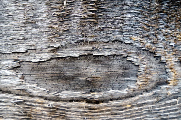 Textura Uma Velha Tábua Madeira Cinza Macro Shot — Fotografia de Stock