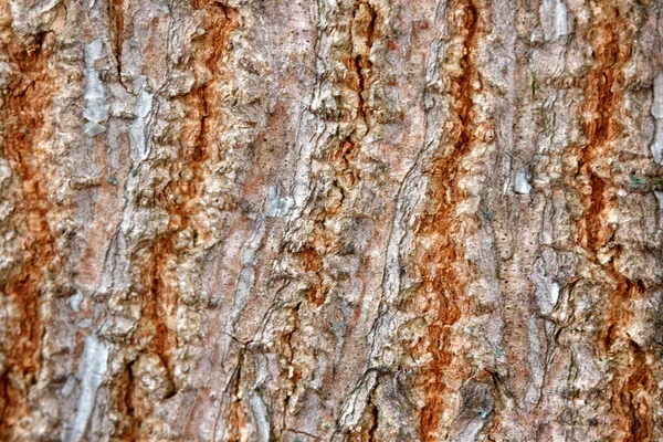 Textura Casca Árvore Macro Shot — Fotografia de Stock