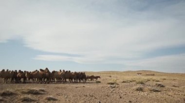 beautiful camels desert,sunny day,blue sky,caravan leaves,strong wind,portrait