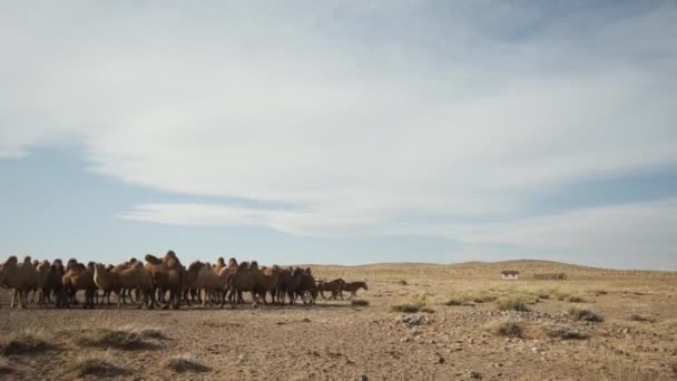 Beautiful camels desert,sunny day,blue sky,caravan leaves,strong wind,portrait — Stock video