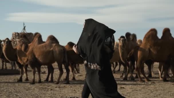 Beautiful woman national black clothes,abaya walks steppe camels,desert — Stockvideo