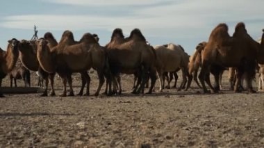 beautiful camels desert,sunny day,blue sky,caravan leaves,strong wind,portrait