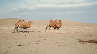 beautiful camels desert,sunny day,blue sky,caravan leaves,strong wind,portrait