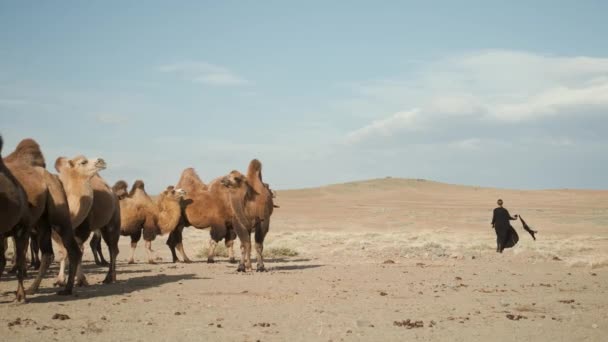 Beautiful woman national black clothes,abaya walks steppe camels,desert — Αρχείο Βίντεο