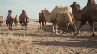 beautiful camels desert,sunny day,blue sky,caravan leaves,strong wind,portrait